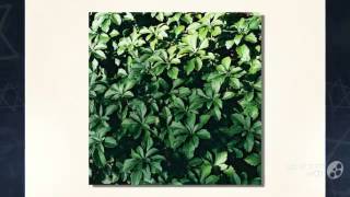 Pachysandra  garden plants [upl. by Morty242]