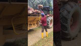 Loading work viralshort ytshorts palmoil loading farming palmoilmalaysia malaysia new [upl. by Cori]