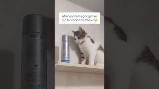 Arkalarından nasıl bakıyor birde 😻 cat kediplus catlover kediaski 🎥emineefe348 [upl. by Landbert256]