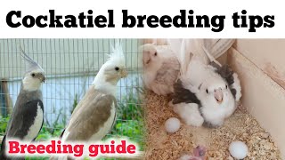 Cockatiel breeding Tips  Cockatiel bird breeding tips  Cockatiel bird breeding Guide [upl. by Leggat]