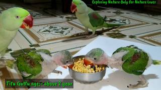 How to provide food to baby parrot  Alexander baby parrot eating their food itself [upl. by Eirolav564]