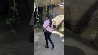 Entopia by Butterfly Farm🦋🦋🦋travel penang butterflyfarm malaysia chrispri youtubeshorts [upl. by Ardelia]