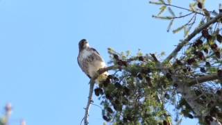 Red tail hawk scream [upl. by Nogam]