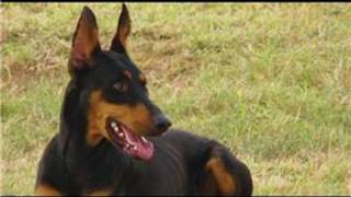 Dog Breeds amp Dog Training  How to Care for a Doberman Pinscher [upl. by Giffard]