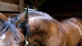 Hackney horse William freaking out after separation from hackney pony Camo [upl. by Carmen100]