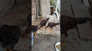 Feeding Chicken rooster roostercollection ayamkampong [upl. by Wandy]