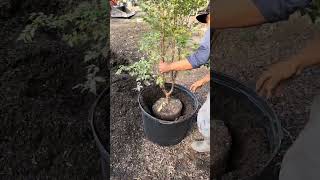 How to transplant a Jaboticaba Tree Fertilizer Soil [upl. by Baxy]