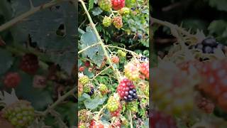 ASMR Blackberry Bush Sounds shorts asmr video [upl. by Remde]