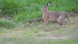 Jumping hare [upl. by Horick]