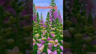 Nature plant 🌷☘️🏡 beauty 🌺flowers plants beautiful look love nature garden viral shorts [upl. by Akemak]