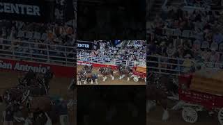 Budweiser Clydesdale Horse Accident  2023 San Antonio Rodeo shorts youtubeshorts [upl. by Stonwin]