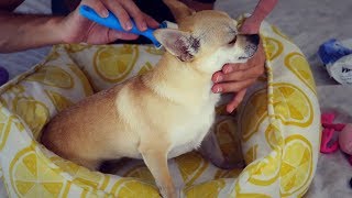 Pampering amp Grooming My Dog for ASMR [upl. by Kostival]