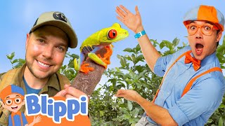 Blippi Explores the Rainforest with Brave Wilderness BraveWilderness  Educational Videos for Kids [upl. by Maryjane55]