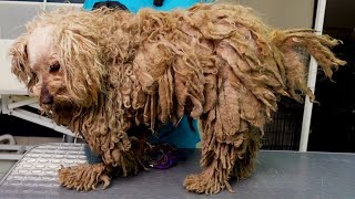 YOU WONT BELIEVE how this DOG looks AFTER shaving all this matted fur She was found on the street [upl. by Aniarrol242]