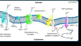 Oxidase Test [upl. by Lenox198]