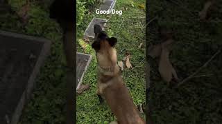 Iguana Hunting In sementery whit The Deads Tp 1 Dog For Iguanas Belgian Shepherd Rajtheiguanaman [upl. by Assirak]