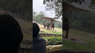 Hathi mere sathi zoology park Delhi [upl. by Lorianna]