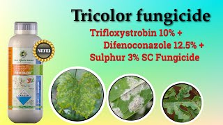 Tricolor fungicide मर्ची के लिये बेस्ट 🥳 [upl. by Fates]