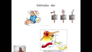 Fisiologia da dor  Atualizado [upl. by Uzzial]