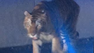 Tiger Wandering Georgia Highway Shot and Killed By Police [upl. by Kaine683]