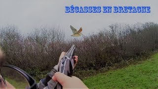 Chasse de la Bécasse en Bretagne [upl. by Annahaj]