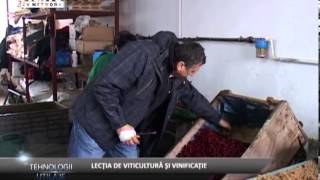 REPORTAJ VIDEO  Lectia de viticultura si vinificatie [upl. by Caswell]