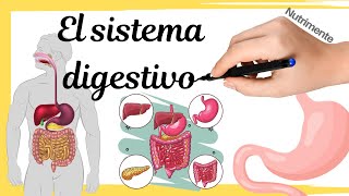 El SISTEMA DIGESTIVO humano [upl. by Eisaj]