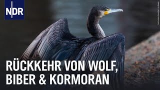 Fluch oder Segen Biber Wolf und Kormoran sind zurück  Die Nordreportage  NDR Doku [upl. by Anirb]