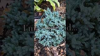 Blue Star JuniperWhy You Need this Shrub garden gardeningtips beginner shrubs [upl. by Kcub696]