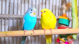 Cute Pet Budgies Chirping 35 Hr Nature Parakeets Bird Sound to Reduce Stress [upl. by Enileve]