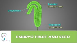 EMBRYO FRUIT AND SEED [upl. by Lenhart]