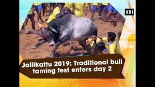 Jallikattu 2019 Traditional bull taming fest enters day 2 [upl. by Ahseyk]