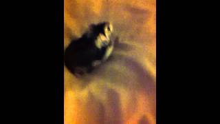 Hamster Vlog 1 [upl. by Enois]