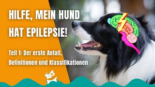 Epilepsie beim Hund 18 Plötzlich Gewitter im Kopf des Hundes Definitionen und Grundbegriffe [upl. by Betsey]