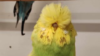 birds budgiegar budgerigars parrot budgies birdslover asmr shorts muhabbetkuşu showjumbo [upl. by Annod930]