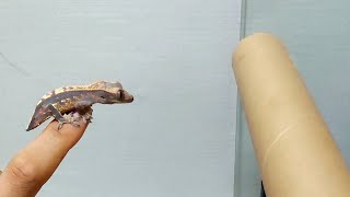 Crested Gecko Lizard Jumping [upl. by Palgrave]