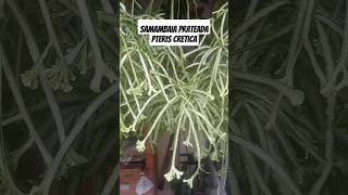 Samambaia prateada pteris cretica samambaiaprateada pteriscretica folhagem samambaia plantas [upl. by Holmann]