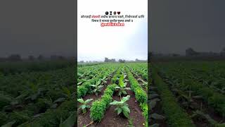 Intercroping farming intercropping banana and marigold intercroping shortsvideo shorts [upl. by Htidra280]