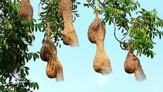 weaver bird making nest [upl. by Hiltan]