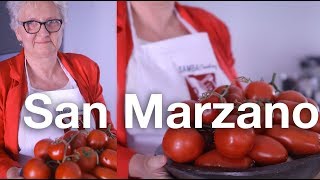 🍅 TOMATE SAN MARZANO PARA MOLHO  Pomodoro San Marzano Caratteristiche [upl. by Eveivaneg]