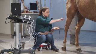 Equine Ultrasound of the Hind Suspensory [upl. by Kolnick]