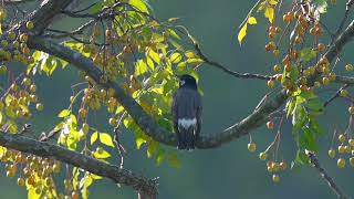 White cheeked Starling 灰椋鳥 [upl. by Haleehs258]