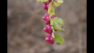 Coralberry Symphoricarpos orbiculatus [upl. by Anika281]