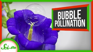 Pollinating With Bubbles and Some Other Good News You Might Have Missed [upl. by Larue]