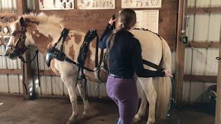 How To Harness A Single Driving Horse [upl. by Eoj]