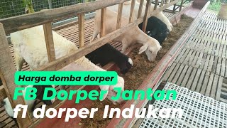 Harga domba paket breeding 1 ekor pejantan FB dorper dan 2 ekor indukan F1 dorper [upl. by Nels227]