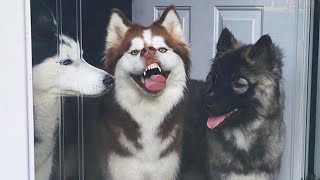 Huskies are such drama queens 😂 Funny Animals 2023 [upl. by Repard]