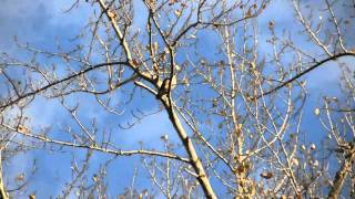 Red Tailed Hawk Call [upl. by Cuthbertson341]