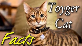 TOYGER  IS IT A HOME TIGER  Some facts about toyger cats Toyger cat home Animals [upl. by Anelram75]