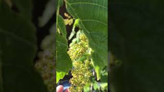 himrod grapes budding flowering and fruit set seattle PNW gardening [upl. by Velleman]